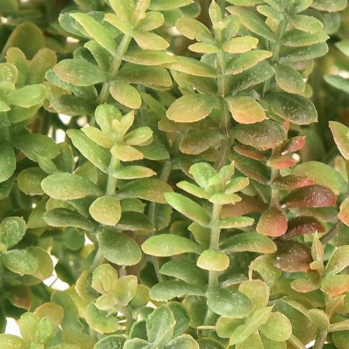 Product Mini succulent artificial green artificial plant with stem H23cm