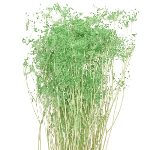 Product Dried flowers, umbellifers, green, 70-80cm, 150g