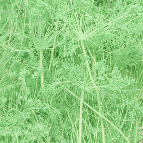 Product Dried flowers, umbellifers, green, 70-80cm, 150g