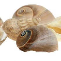 category Seashells