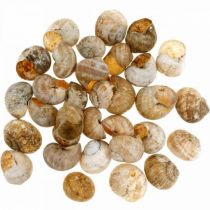 category Seashells