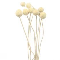 Product Dried flowers Craspedia dried, drumsticks bleached 60cm 10pcs