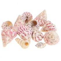 Maritime decoration snail shells decoration pink Trochus Maculatus 1100gr