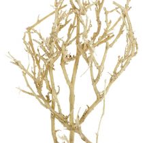 Product Dry Tree 500g bleached