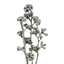 Product Eucalyptus branch whitewashed 25pcs