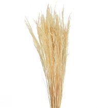 Product Bent Grass Agrostis Capillaris Dry Grass Bleached 65cm 80g