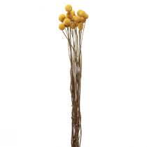 Product Dried flowers Craspedia dried, drumsticks yellow 50cm 20pcs