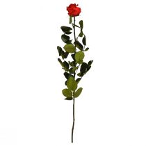 Infinity Rose with Leaves Preserved Amorosa Red L54cm