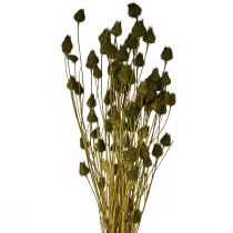 Product Strawberry thistle dry decoration olive green Ø1–2cm L55cm 100g