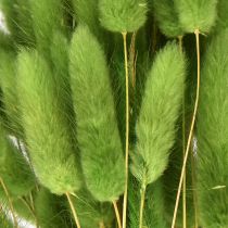 Product Hare&#39;s tail grass ornamental grass Lagurus olive green L65cm 50g