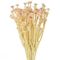 Product Italian Strawflower Artificial Flowers Pink L28cm