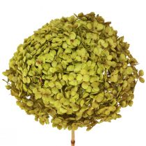Product Preserved Hydrangea Large in Green Ø20cm L50–60cm