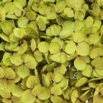 Product Preserved Hydrangea Large in Green Ø20cm L50–60cm