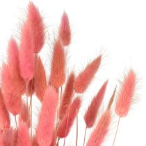 Product Lagurus Dried Hare&#39;s Tail Grass Pink L45cm 50g