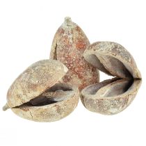 Product Mocha pods fruit shells Pear Pods white washed 4-6cm 50pcs