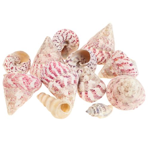 Maritime decoration snail shells decoration pink Trochus Maculatus 1100gr