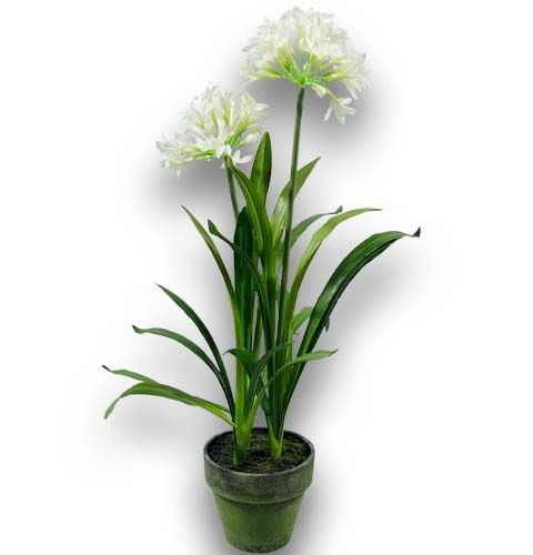 Floristik24.co.uk Ornamental lily 70cm white in the pot - buy cheap online