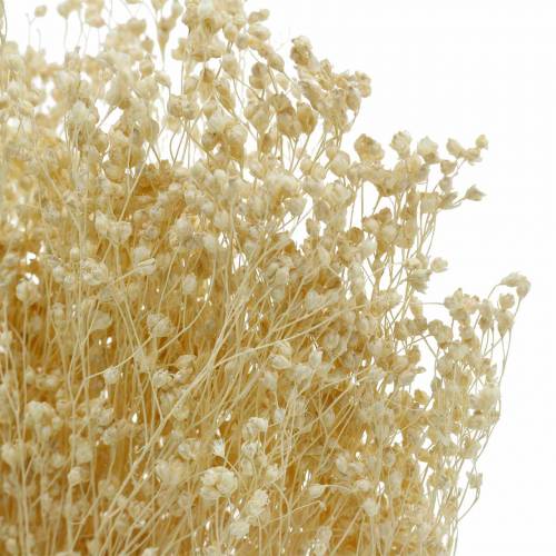 Product Dried Flowers Broom Bloom Bleached 140g