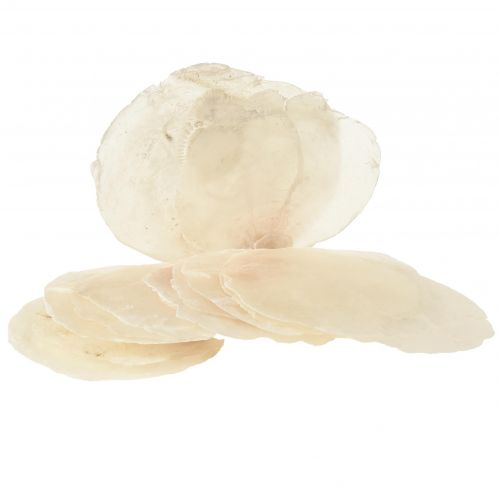 Capiz shells Capiz discs mother of pearl discs natural 7.5–9.5cm 300g