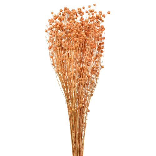 Floristik24 Deco Flax Dried Dried Flowers Apricot Natural 80g