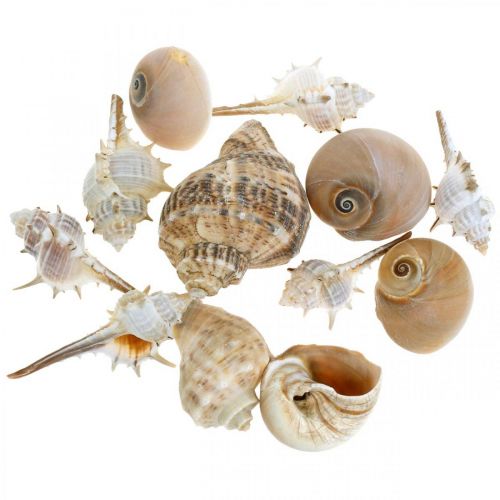 Decorative shells and snail shells empty white, natural decorative maritime 350g