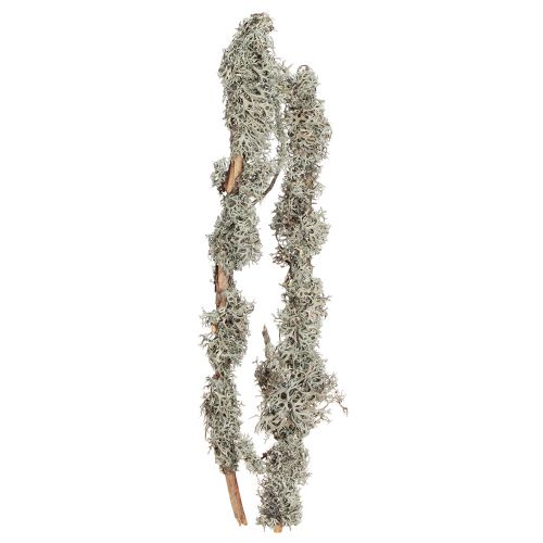 Floristik24 Decorative branches grey moss decorative branches lichen branches 30-60cm 1kg