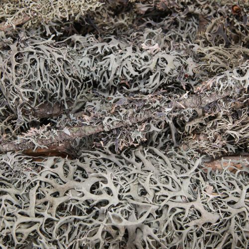 Product Decorative branches grey moss decorative branches lichen branches 30-60cm 1kg