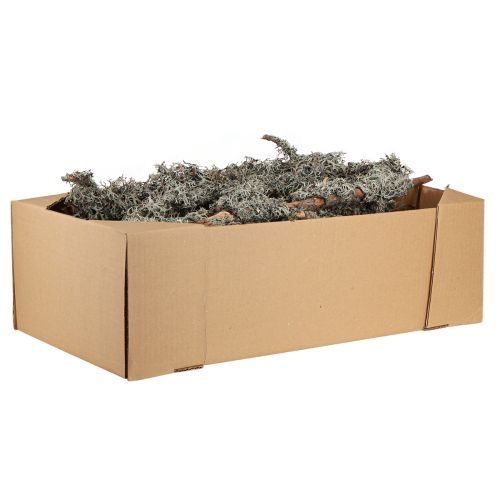 Product Decorative branches grey moss decorative branches lichen branches 30-60cm 1kg