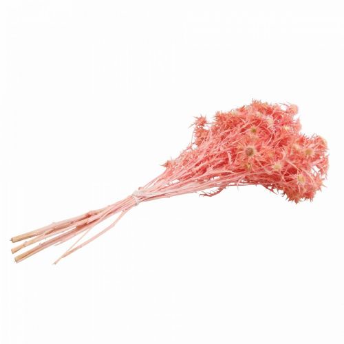 Product Dried thistle deco branch Dusty pink dried flowers 100g