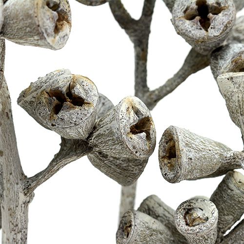 Product Eucalyptus branch whitewashed 25 pcs