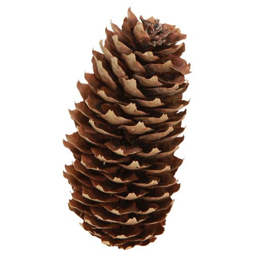 Spruce cones natural decorative cones for crafting 10-11cm 5 pcs