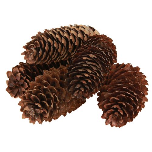 Product Spruce cones natural decorative cones for crafting 10-11cm 5 pcs