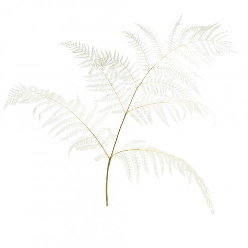 Floristik24 Dried fern decoration bleached Bracken fern H75cm 10 pcs