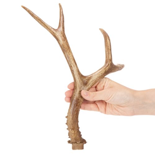 Product Künstliches Antler Ornament, Polyresin, 32cm, Natural Tones, Indoor Use