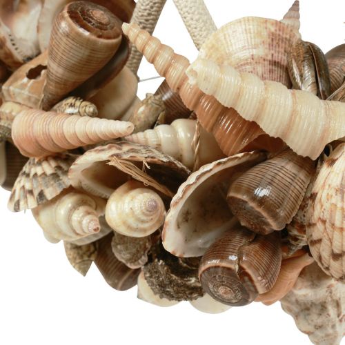Product Decorative ring wood sea snail shell decoration natural Ø25cm