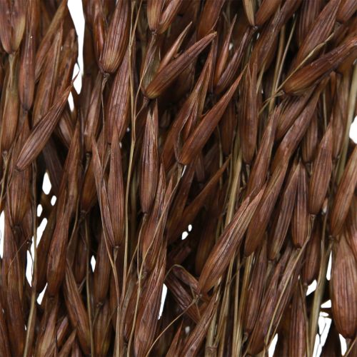 Product Oat Dry Decoration Dried Grasses Brown L64cm 70-75g 2pcs