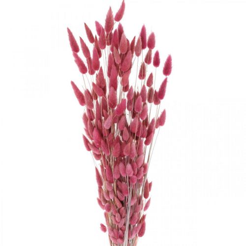 Floristik24 Rabbit Tail Grass Lagurus Dried Old Pink 60cm 50g