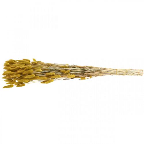 Product Rabbit Tail Grass Lagurus Dried Olive 60cm 50g