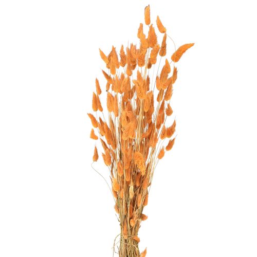 Floristik24 Hare&#39;s Tail Grass Lagurus Dried Apricot 55-60cm 50g