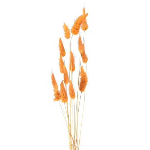 Product Hare&#39;s Tail Grass Lagurus Dried Apricot 55-60cm 50g