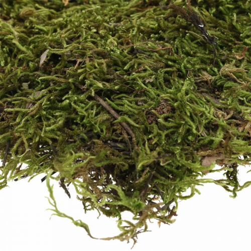 Product Indian Moss Forest Moss Green Natural 2kg