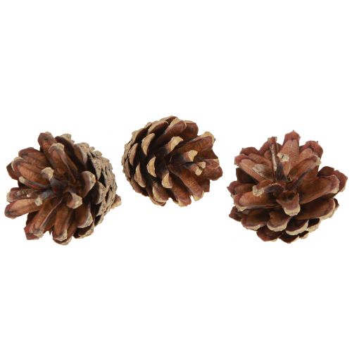 Floristik24 Pine cones decoration Scots pine cones natural 4-5cm 250g