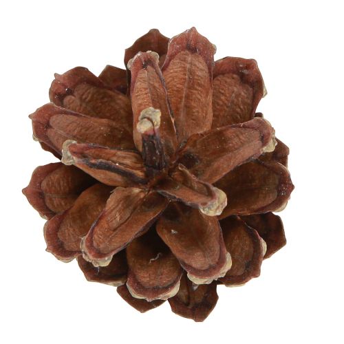 Product Pine cones decoration Scots pine cones natural 4-5cm 250g