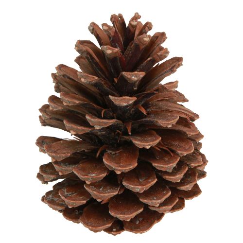 Pine cones Pinus Maritima maritime pine cones decoration 12-13cm 3 pcs