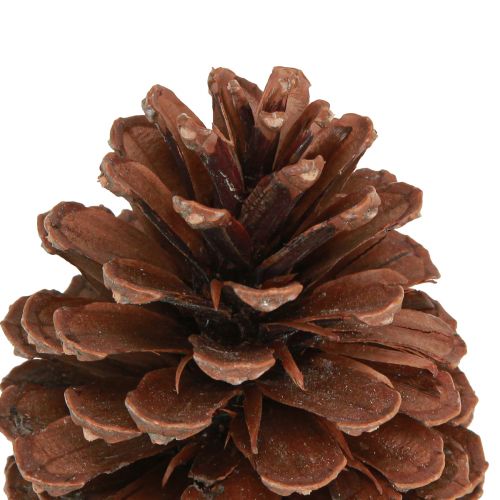 Product Pine cones Pinus Maritima maritime pine cones decoration 12-13cm 3 pcs