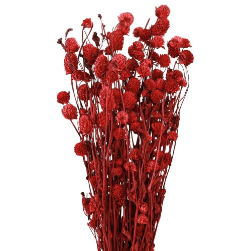 Product Globe amaranth Gomphrena Globosa in dark red L45cm 100g