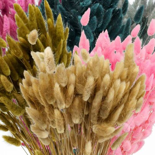 Product Lagurus Dried Rabbit Tail Grass Colored 65-70cm 100g