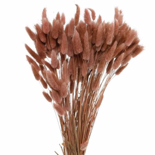 Dry floristry rabbit tail grass Lagurus reddish brown 100g