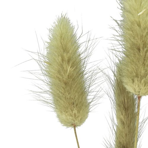 Product Lagurus Dried Hare&#39;s Tail Grass Olive 65-70cm 100g