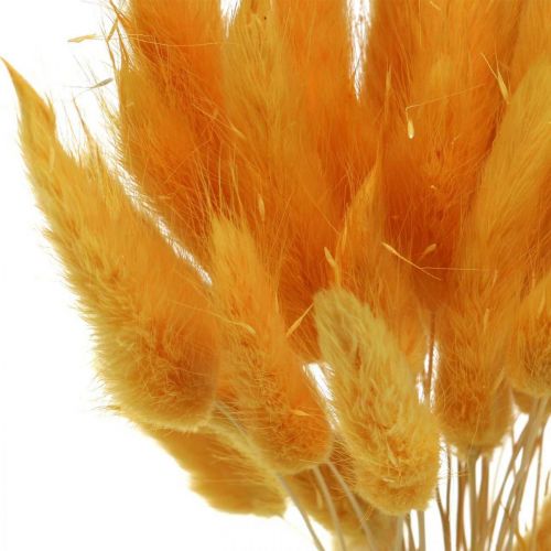 Product Lagurus Yellow Velvet Grass Rabbit Tail Grass L40–55cm 25g